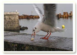 Metah Mouette